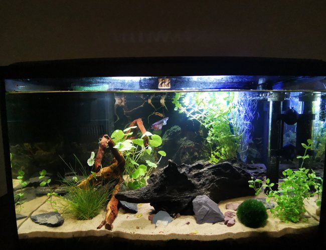 10 gallons planted tank (mostly live plants and fish) - Betta Planted Tank 10 gallons planted tank (mostly live plants and fish) - Betta Planted Tank