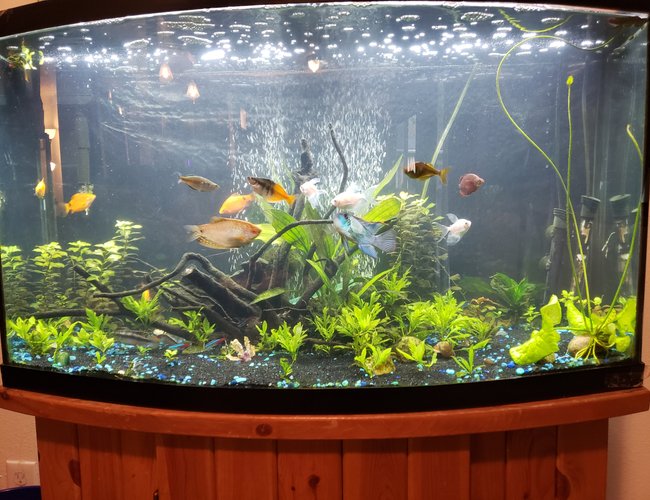 46 gallons planted tank (mostly live plants and fish) - Growing in well! 46 gallons planted tank (mostly live plants and fish) - Growing in well!