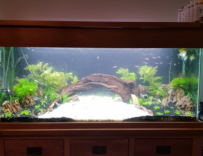 70 gallons planted tank (mostly live plants and fish) - Rescape 70 gallons planted tank (mostly live plants and fish) - Rescape