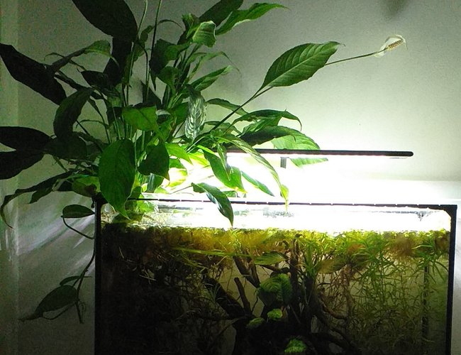 20 gallons planted tank (mostly live plants and fish) - Ozzy is boss 20 gallons planted tank (mostly live plants and fish) - Ozzy is boss