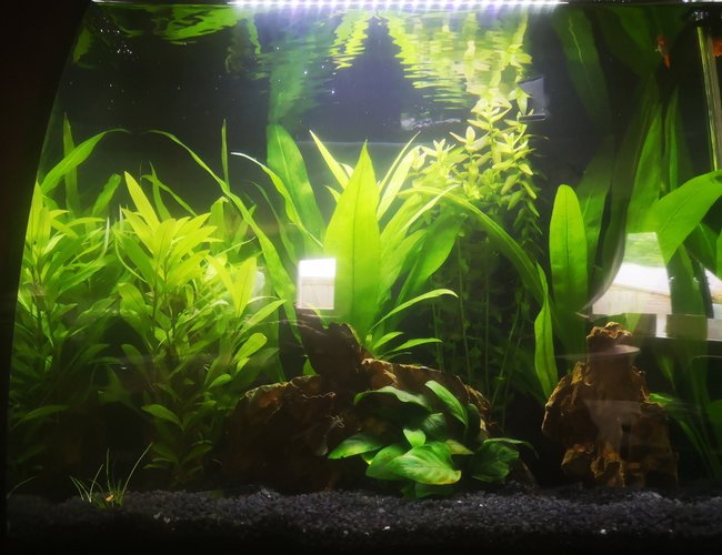 40 gallons planted tank (mostly live plants and fish) - My planted tank 40 gallons planted tank (mostly live plants and fish) - My planted tank