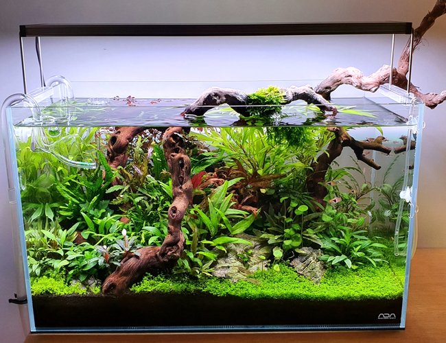 60 gallons planted tank (mostly live plants and fish) - I'm a beginner and this is my first tank. Let me know your thoughts! 60 gallons planted tank (mostly live plants and fish) - I'm a beginner and this is my first tank. Let me know your thoughts!