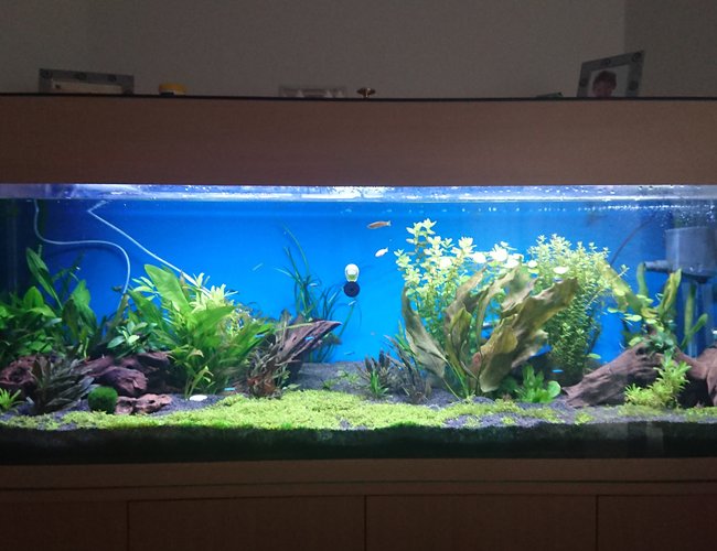 100 gallons planted tank (mostly live plants and fish) - First Aquascape 100 gallons planted tank (mostly live plants and fish) - First Aquascape
