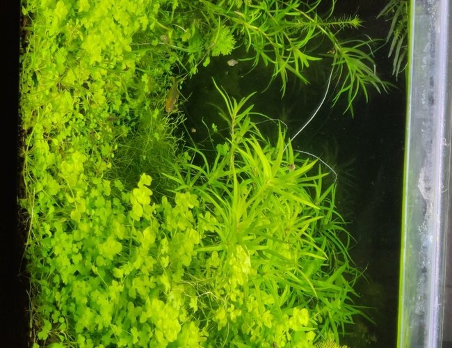 63 gallons planted tank (mostly live plants and fish) - Teardown next week to upgrade to my custom built tank 63 gallons planted tank (mostly live plants and fish) - Teardown next week to upgrade to my custom built tank