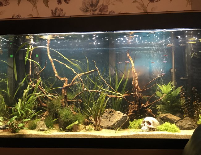 52 gallons planted tank (mostly live plants and fish) - Front view 52 gallons planted tank (mostly live plants and fish) - Front view