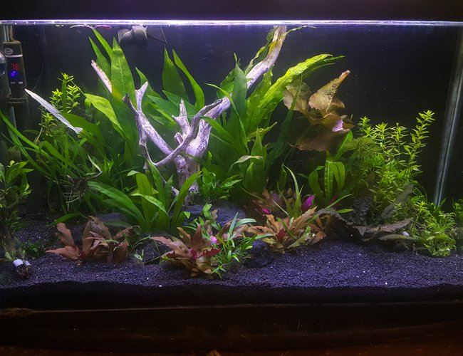 29 gallons planted tank (mostly live plants and fish) - fishworld 29 gallons planted tank (mostly live plants and fish) - fishworld