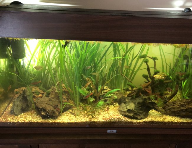 40 gallons planted tank (mostly live plants and fish) - New to the hobby my 6 month old 40 gal planted 40 gallons planted tank (mostly live plants and fish) - New to the hobby my 6 month old 40 gal planted
