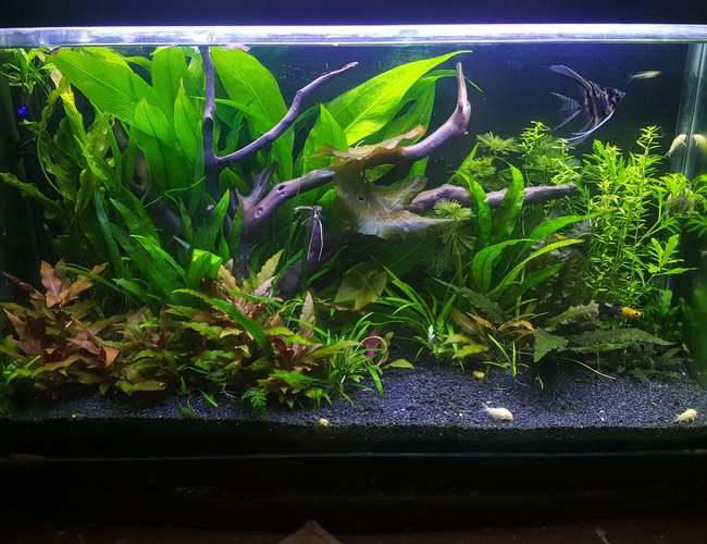 29 gallons planted tank (mostly live plants and fish) - fishworld 29 gallons planted tank (mostly live plants and fish) - fishworld