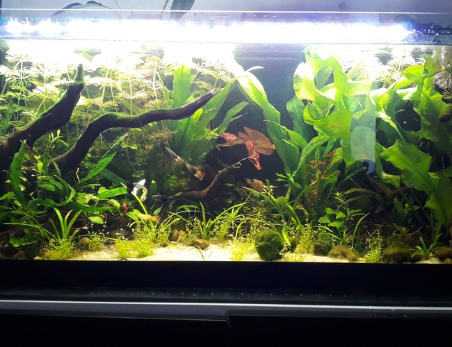 28 gallons planted tank (mostly live plants and fish) - My first fish tank. All male guppy jungle and amano and blue dream janitorial team! 28 gallons planted tank (mostly live plants and fish) - My first fish tank. All male guppy jungle and amano and blue dream janitorial team!