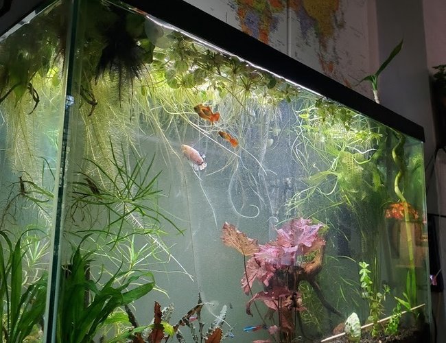 29 gallons planted tank (mostly live plants and fish) - My 29g planted community tank 29 gallons planted tank (mostly live plants and fish) - My 29g planted community tank