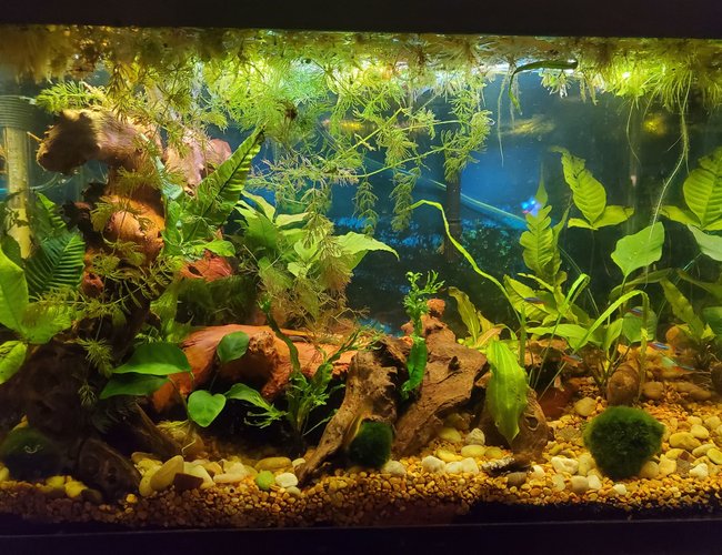 20 gallons planted tank (mostly live plants and fish) - 20 gallon community 20 gallons planted tank (mostly live plants and fish) - 20 gallon community