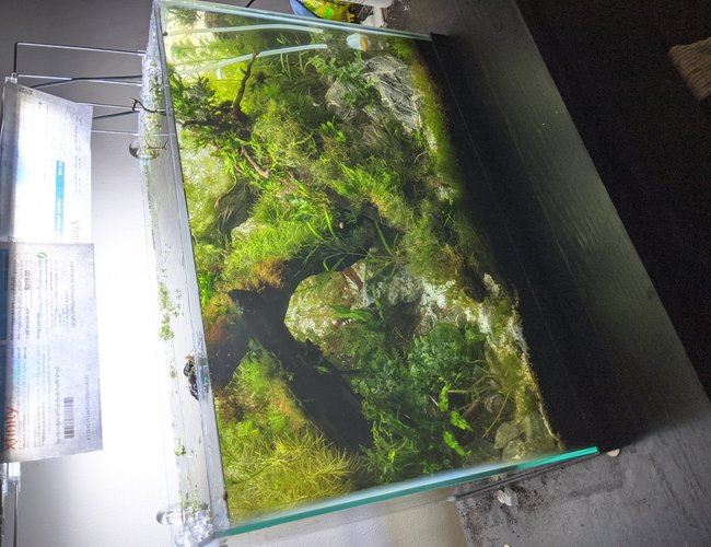 20 gallons planted tank (mostly live plants and fish) - 20 gallon, planted tank 20 gallons planted tank (mostly live plants and fish) - 20 gallon, planted tank