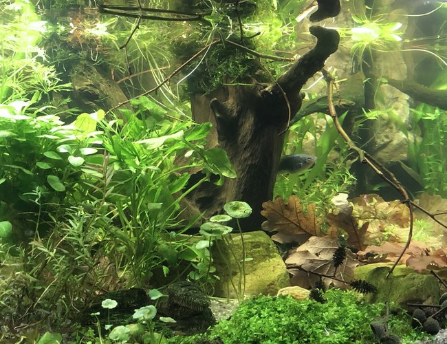 21 gallons planted tank (mostly live plants and fish) - Planted tank with some blackwater influences 21 gallons planted tank (mostly live plants and fish) - Planted tank with some blackwater influences