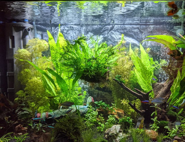 30 gallons planted tank (mostly live plants and fish) - My tank after 120 days and additional plants. 30 gallons planted tank (mostly live plants and fish) - My tank after 120 days and additional plants.