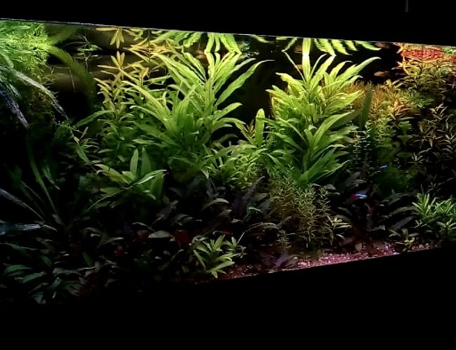 40 gallons planted tank (mostly live plants and fish) - Planted low-tech tank 150 l 40 gal. 40 gallons planted tank (mostly live plants and fish) - Planted low-tech tank 150 l 40 gal.
