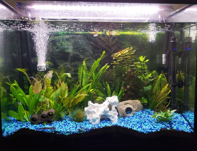 37 gallons planted tank (mostly live plants and fish) - My Tank 37 gallons planted tank (mostly live plants and fish) - My Tank