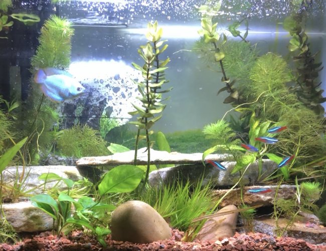 10 gallons planted tank (mostly live plants and fish) - First attempt 10 gallons planted tank (mostly live plants and fish) - First attempt