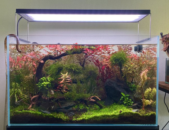 8 gallons planted tank (mostly live plants and fish) - 64 liter Pea puffer tank with Montecarlo, Ludwigia Super red, Ludwigia ruben, Alternanthera reineckii 'Pink', Rotala rotundifila, Willow moss, Java moss, christmas moss, Jungle val, Anubias var. nana petite 8 gallons planted tank (mostly live plants and fish) - 64 liter Pea puffer tank with Montecarlo, Ludwigia Super red, Ludwigia ruben, Alternanthera reineckii 'Pink', Rotala rotundifila, Willow moss, Java moss, christmas moss, Jungle val, Anubias var. nana petite
