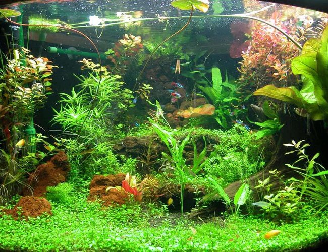 92 gallons planted tank (mostly live plants and fish) - Corner tank with the back corner hardscaped into three levels with lava rock. Main cave in center is also the outlet for one of the canisters. 92 gallons planted tank (mostly live plants and fish) - Corner tank with the back corner hardscaped into three levels with lava rock. Main cave in center is also the outlet for one of the canisters.