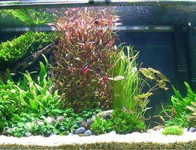 258 gallons planted tank (mostly live plants and fish) - My aquarium. 258 gallons planted tank (mostly live plants and fish) - My aquarium.