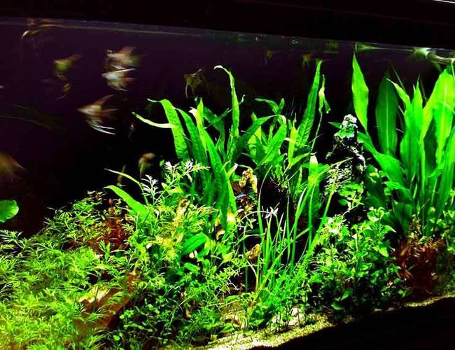 64 gallons planted tank (mostly live plants and fish) - Closer view of plants 64 gallons planted tank (mostly live plants and fish) - Closer view of plants