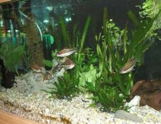 25 gallons planted tank (mostly live plants and fish) - happy torpedos!! 25 gallons planted tank (mostly live plants and fish) - happy torpedos!!