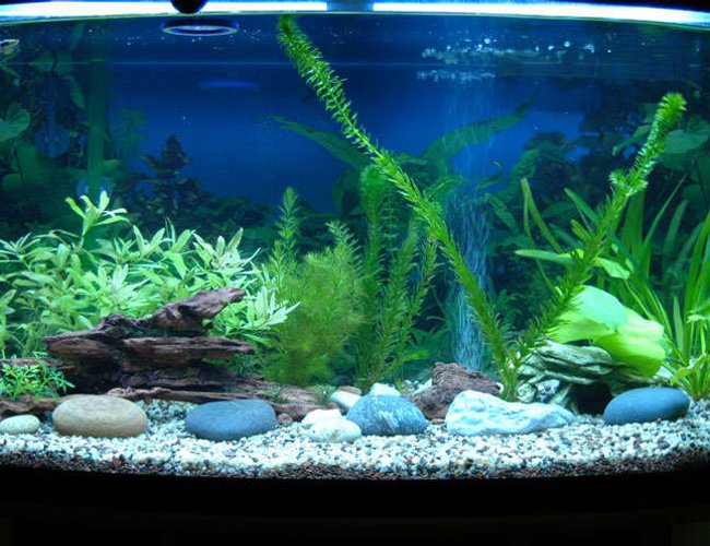 46 gallons planted tank (mostly live plants and fish) - my new tank 46 gallons planted tank (mostly live plants and fish) - my new tank