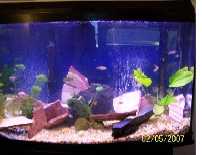 46 gallons planted tank (mostly live plants and fish) - 46 gallon bowed front, 25 assorted tetras, 1 12 dollar shrimp, 4 assorted live plants 46 gallons planted tank (mostly live plants and fish) - 46 gallon bowed front, 25 assorted tetras, 1 12 dollar shrimp, 4 assorted live plants