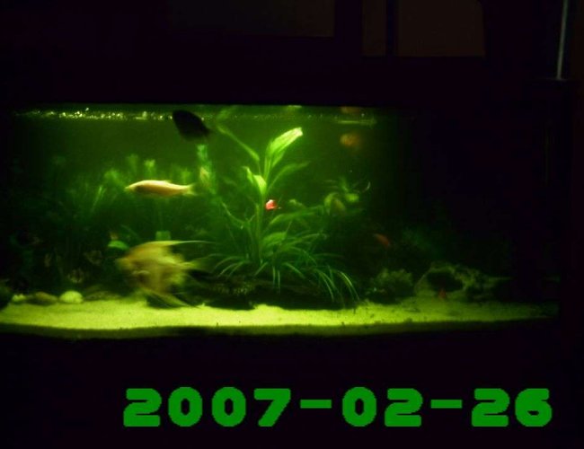 26 gallons planted tank (mostly live plants and fish) - ti have updated my tank since this pic was taken,it now has some big boulders and more new plants
my angel raceing my orf,
i knw its dark but....
i haven got a very good camra so its tha best i can do,an ull have 2 take my word for it,this pic dose nt do this tank justis 26 gallons planted tank (mostly live plants and fish) - ti have updated my tank since this pic was taken,it now has some big boulders and more new plants
my angel raceing my orf,
i knw its dark but....
i haven got a very good camra so its tha best i can do,an ull have 2 take my word for it,this pic dose nt do this tank justis