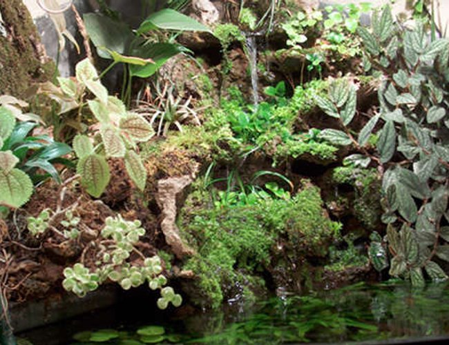 92 gallons planted tank (mostly live plants and fish) - Waterfall 92 gallons planted tank (mostly live plants and fish) - Waterfall