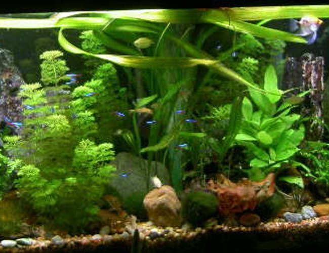 55 gallons planted tank (mostly live plants and fish) - 55g planted community. starter seed soil bottom, co2(cheap system), T5 lights, sera florena fert. neons, harlequin rasp.syno's,petricola's, decorus, angelicus. Marble hatchets, glass cats, and loads more 55 gallons planted tank (mostly live plants and fish) - 55g planted community. starter seed soil bottom, co2(cheap system), T5 lights, sera florena fert. neons, harlequin rasp.syno's,petricola's, decorus, angelicus. Marble hatchets, glass cats, and loads more