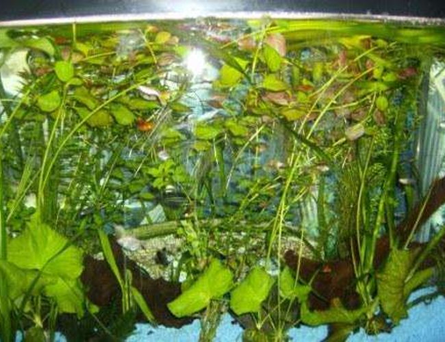 50 gallons planted tank (mostly live plants and fish) - My favorite tank, lots of plants and lots of fish 50 gallons planted tank (mostly live plants and fish) - My favorite tank, lots of plants and lots of fish