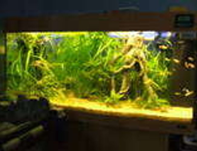 45 gallons planted tank (mostly live plants and fish) - started as a traditional planted tank, but has developed into more of a jungle look, at i like it this way 45 gallons planted tank (mostly live plants and fish) - started as a traditional planted tank, but has developed into more of a jungle look, at i like it this way