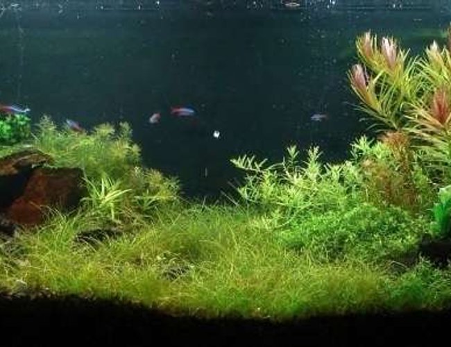 96 gallons planted tank (mostly live plants and fish) - My Nature Aquarium 96 gallons planted tank (mostly live plants and fish) - My Nature Aquarium