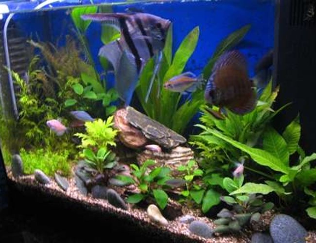 17 gallons planted tank (mostly live plants and fish) - Improved tank with DIY CO2. 17 gallons planted tank (mostly live plants and fish) - Improved tank with DIY CO2.