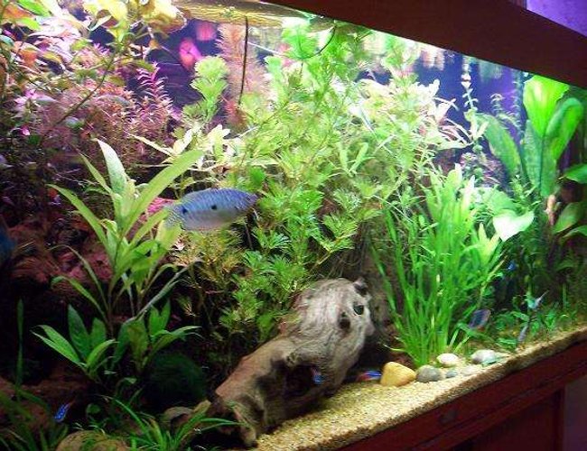 47 gallons planted tank (mostly live plants and fish) - Side view of the aquarium... One of the male Three spot Gouramis are visible! 47 gallons planted tank (mostly live plants and fish) - Side view of the aquarium... One of the male Three spot Gouramis are visible!