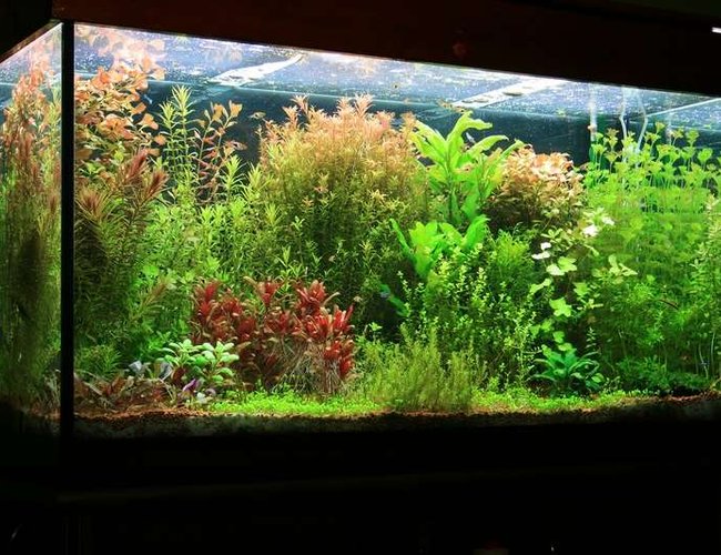 75 gallons planted tank (mostly live plants and fish) - tank size 120 x 45 x 65 lighting 8 x 36 watt T8 Fluorescent filtration Eheim 2217 Plus CO2 pressure controlled by pH changes. Micro and macro elements(DIY) added 3 times weekly A routine of a 50% water change every week 75 gallons planted tank (mostly live plants and fish) - tank size 120 x 45 x 65 lighting 8 x 36 watt T8 Fluorescent filtration Eheim 2217 Plus CO2 pressure controlled by pH changes. Micro and macro elements(DIY) added 3 times weekly A routine of a 50% water change every week