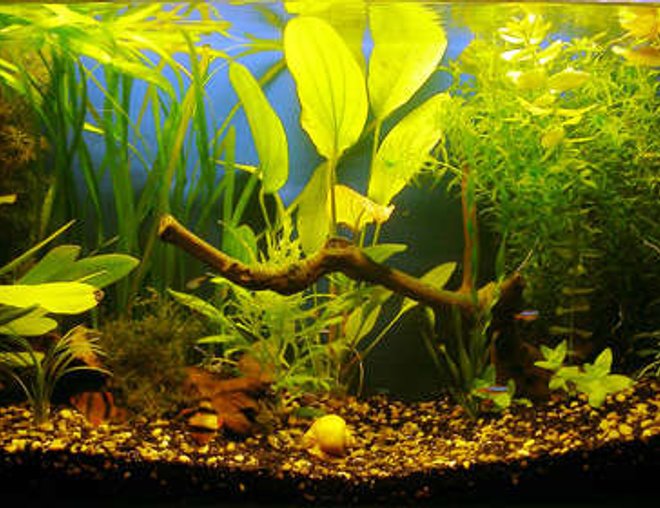 18 gallons planted tank (mostly live plants and fish) - 18 gallons
community aquarium
2 x 18w philips 830
filter 600l/h 18 gallons planted tank (mostly live plants and fish) - 18 gallons
community aquarium
2 x 18w philips 830
filter 600l/h