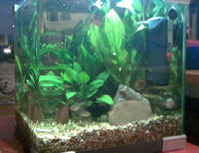 40 gallons planted tank (mostly live plants and fish) - Our tank.