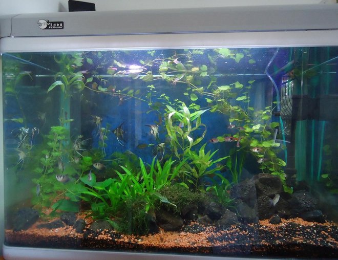 42 gallons planted tank (mostly live plants and fish) - general view 42 gallons planted tank (mostly live plants and fish) - general view