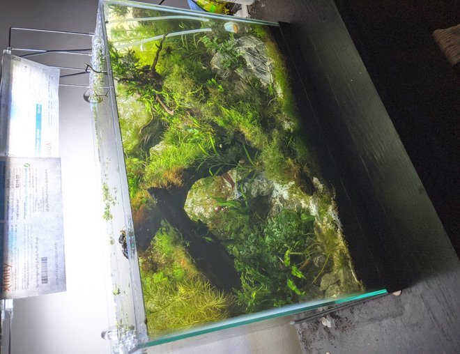 20 gallons planted tank (mostly live plants and fish) - 20 gallon, planted tank 20 gallons planted tank (mostly live plants and fish) - 20 gallon, planted tank