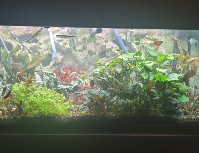 75 gallons planted tank (mostly live plants and fish) - My 75 gallon planted tank 75 gallons planted tank (mostly live plants and fish) - My 75 gallon planted tank