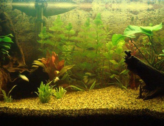 112 gallons planted tank (mostly live plants and fish) - new look 112 gallons planted tank (mostly live plants and fish) - new look