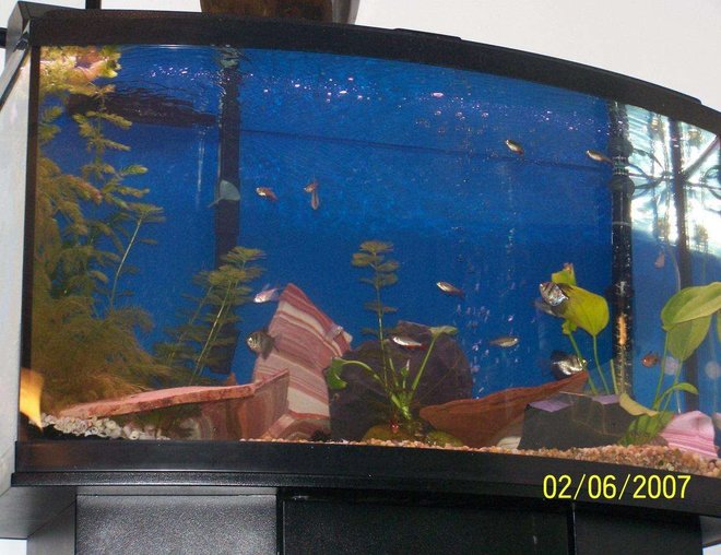 46 gallons planted tank (mostly live plants and fish) - 46 gallon bowed front
its hard to get a good pic of a bowed front 46 gallons planted tank (mostly live plants and fish) - 46 gallon bowed front
its hard to get a good pic of a bowed front