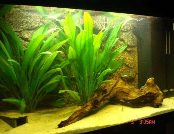 28 gallons planted tank (mostly live plants and fish) - it's been set up sonce christmas and has a juwel rock structured background 28 gallons planted tank (mostly live plants and fish) - it's been set up sonce christmas and has a juwel rock structured background