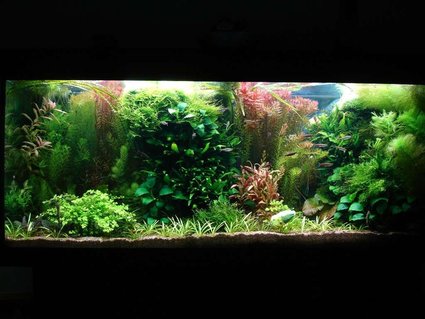 Rated #9: 53 Gallons Planted Tank - 240L 120 x 40 x 50,
Fluorescent lightning T8: 4 x 38W
Filtration: Eheim 2236 600l/h & Juwel Compact 1000l/h,
CO2 addition, fertilisation with PMDD or Profito twice a week, daily Easycarbo 5ml &
50-60% water change weekly Rated #9: 53 Gallons Planted Tank - 240L 120 x 40 x 50,
Fluorescent lightning T8: 4 x 38W
Filtration: Eheim 2236 600l/h & Juwel Compact 1000l/h,
CO2 addition, fertilisation with PMDD or Profito twice a week, daily Easycarbo 5ml &
50-60% water change weekly
