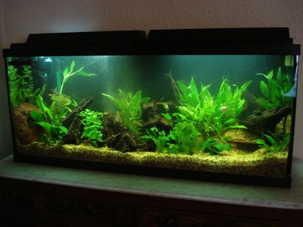 Rated #69: 55 Gallons Planted Tank - My newly set up 55 gallon tank. Rated #69: 55 Gallons Planted Tank - My newly set up 55 gallon tank.