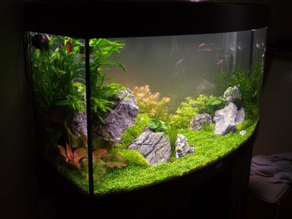 Rated #7: 30 Gallons Planted Tank - 4 Weeks old at this point Rated #7: 30 Gallons Planted Tank - 4 Weeks old at this point
