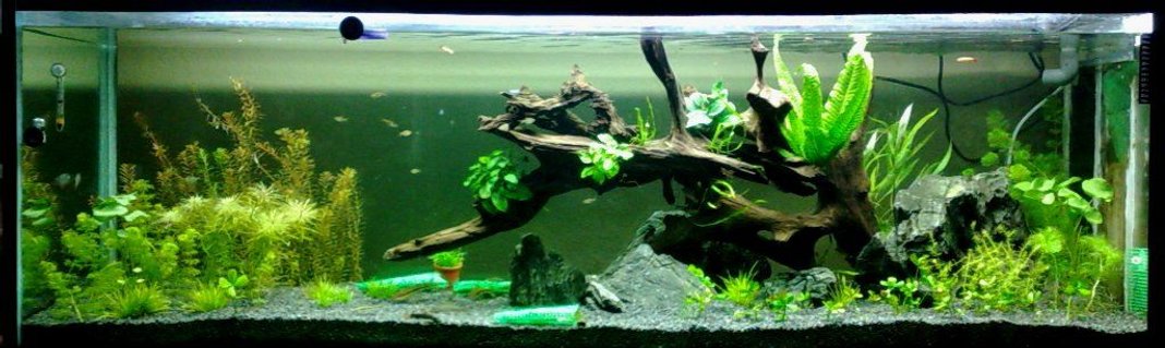Rated #61: 164 Gallons Planted Tank - Tank under scaping .... Sept 2008 Rated #61: 164 Gallons Planted Tank - Tank under scaping .... Sept 2008