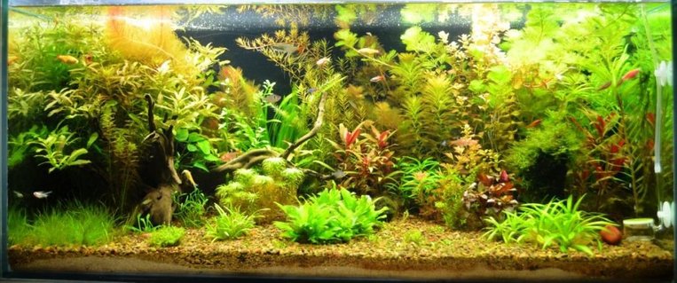 Rated #3: 44 Gallons Planted Tank - Planted Tank Rated #3: 44 Gallons Planted Tank - Planted Tank